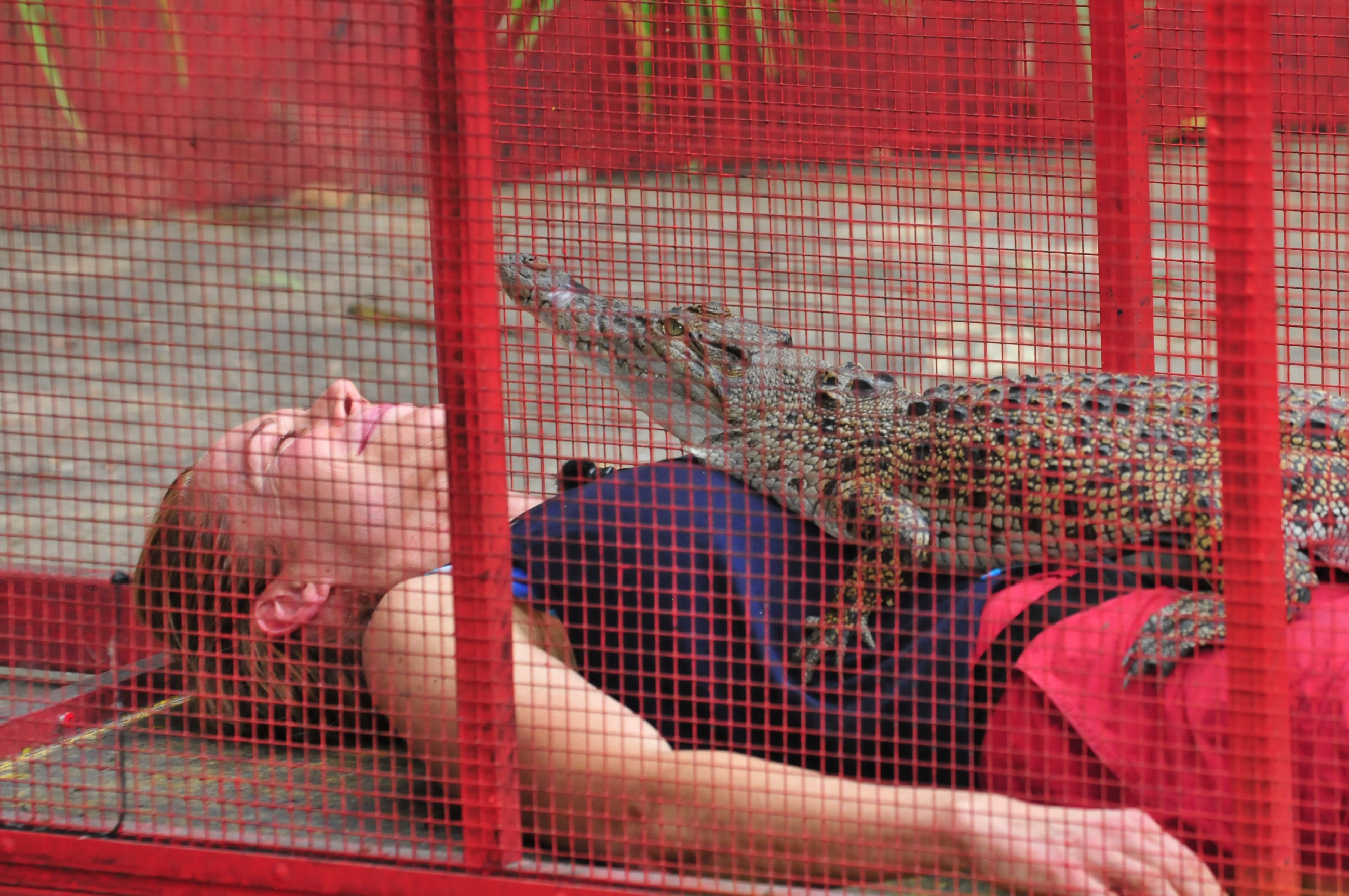 Doreen in der Dschungelprüfung mit Krokodil auf dem Bauch